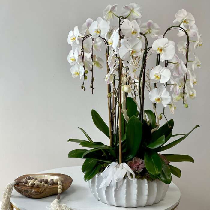 Oceanside Bliss Orchid Garden Black Petals Flowers Shop Dubai