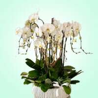 Orchid & Plants